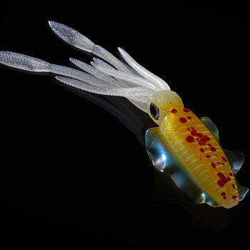 Silicone 20cm Luminous Bionic Squid Bait - Blue Force Sports
