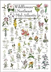 WILDFLOWERS OF THE NORTHEAST & MID-ATLANTIC POSTER
