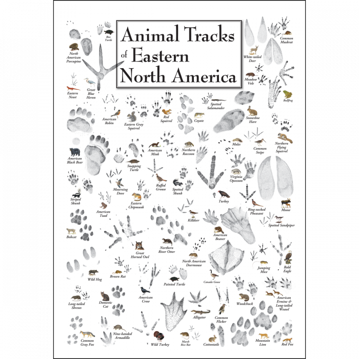 ANIMAL TRACKS  OF EASTERN NORTH AMERICA POSTER